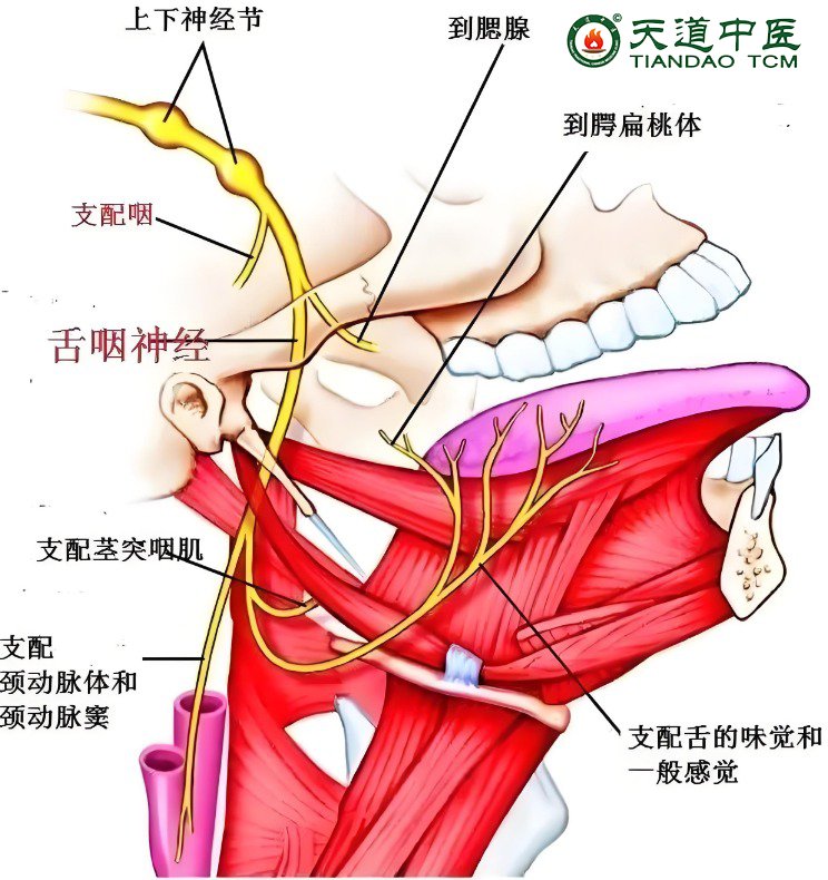 舌咽神经痛