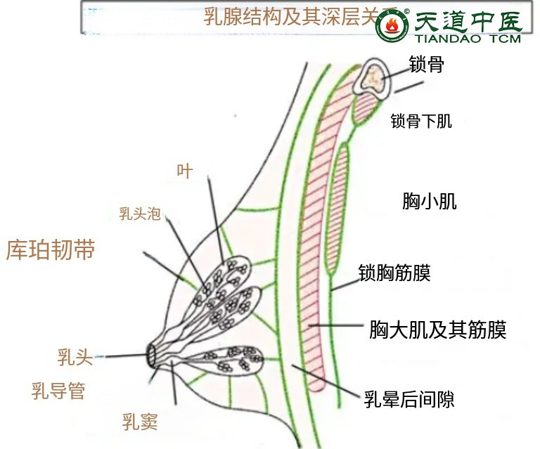 乳腺