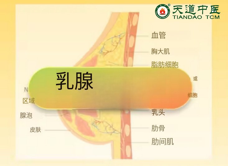 乳腺